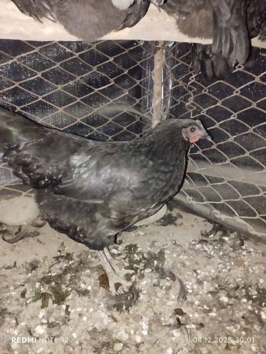 Jersi gigant lar sotiladi