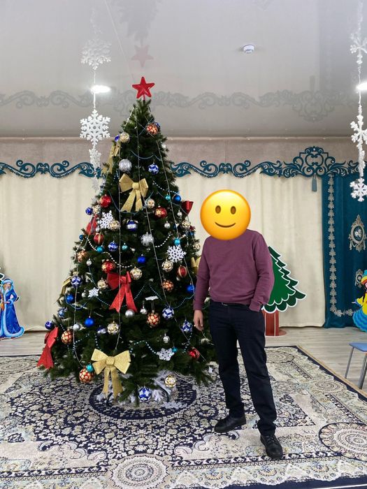 Елка пихта прелестная