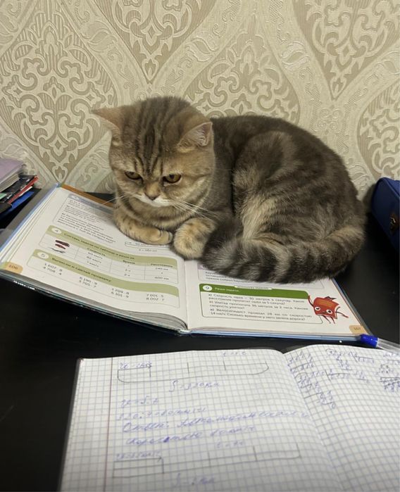 Отдам кошку в добрые руки