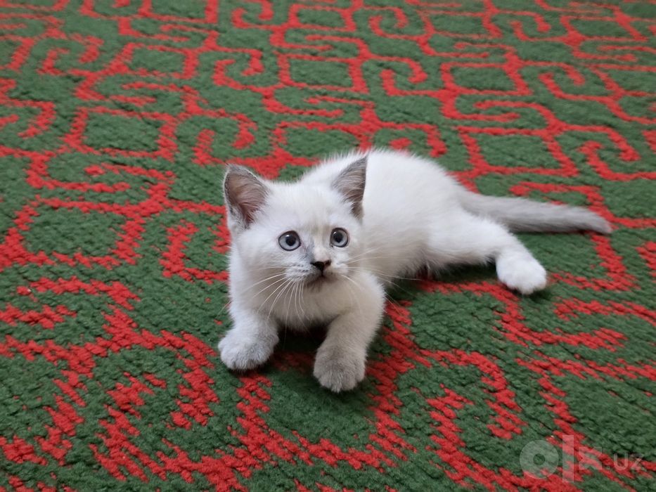 Продаются Шотландские котята