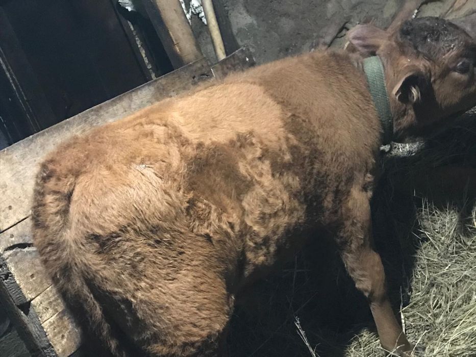 Продам хорошего бычка