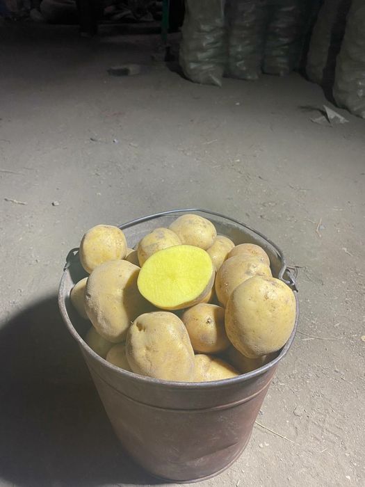 Домашний картофель