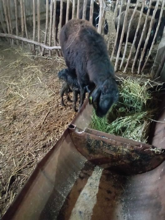 Куйлар сотилади тугган ва бугоз