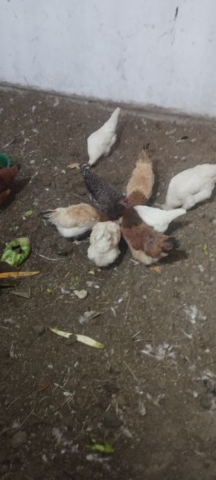 продается куры и