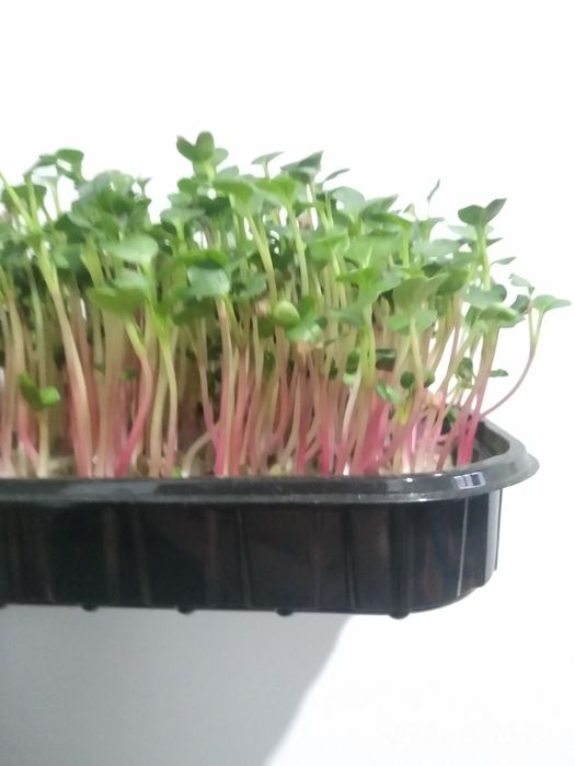 Микрозелень редис (зелёный)