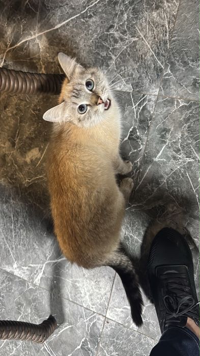 СРОЧНО отдам в добрые руки