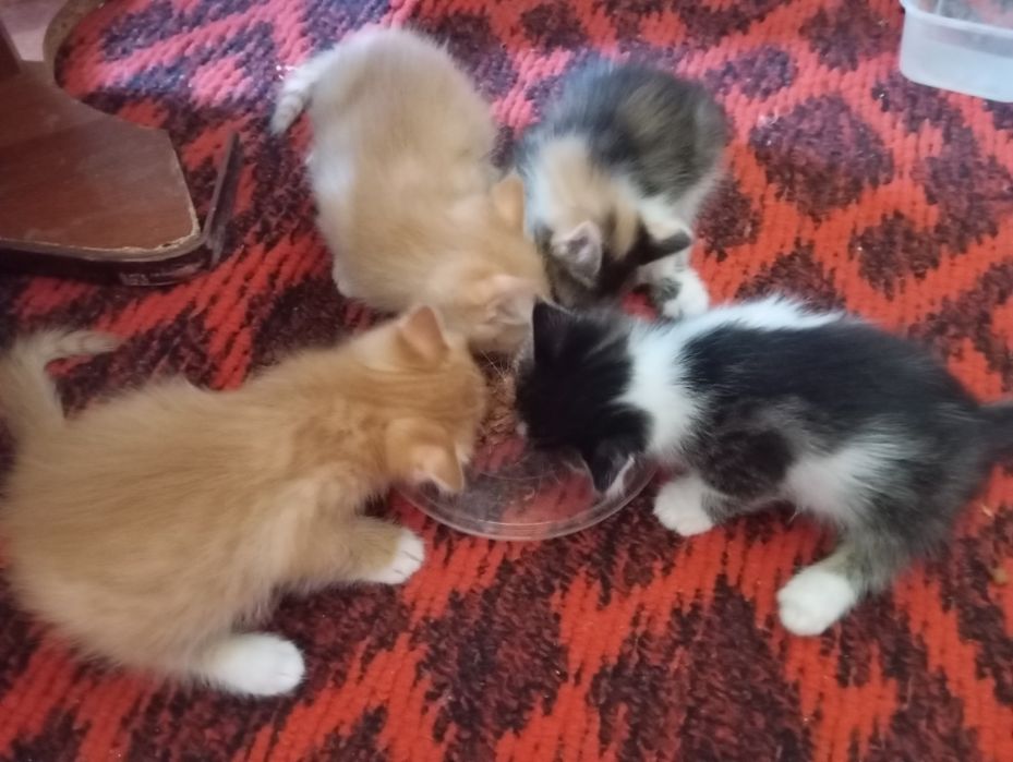 Отдам котят в добрые руки