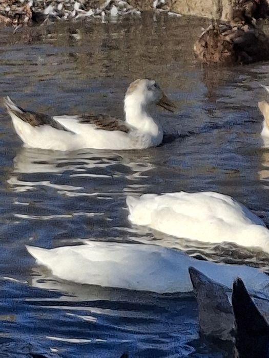 Утята пекинка,индоутята,башкиры