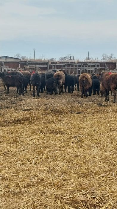 Бараны. Овцы. Қойлар. Койлар