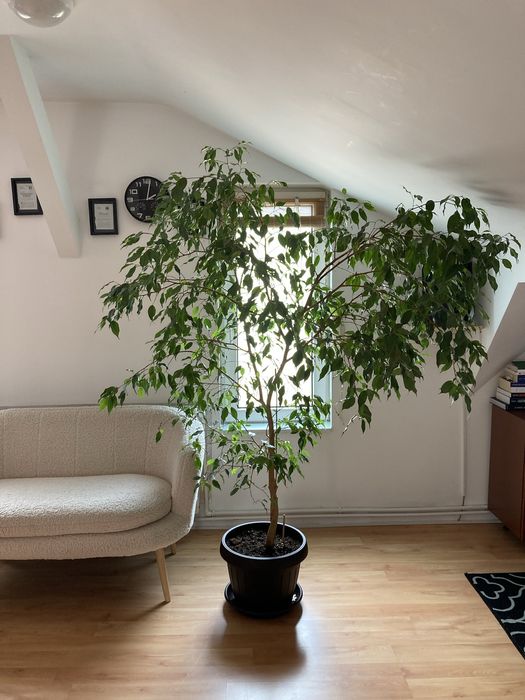 Ficus benjamina 2 metri +