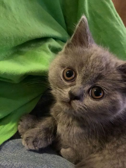 Продам британскую девочку