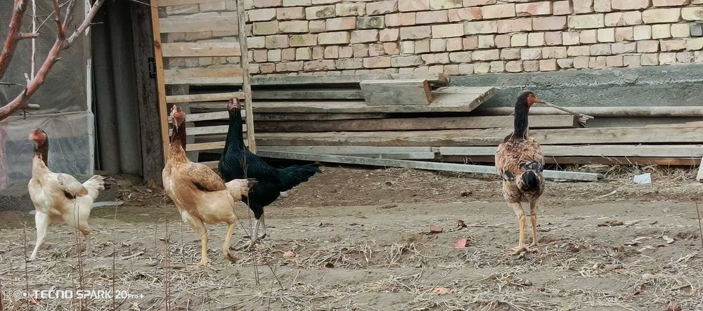 Дакан товукла сотилади