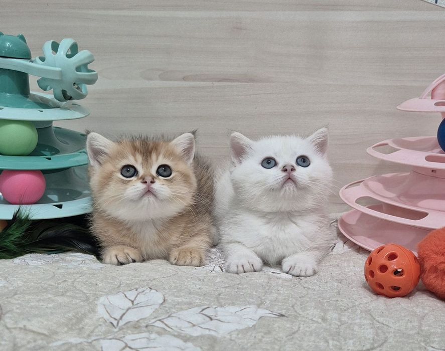 Чистокровные шиншиллы