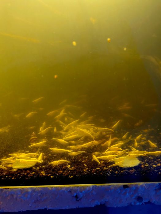 Скариди чери (неокаридина)