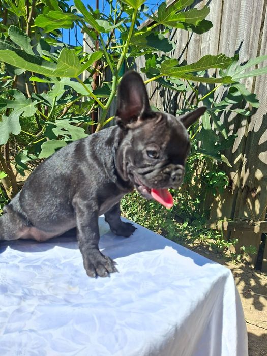 Buldog francez femela neagră