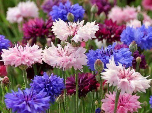 В продаже саженцы малины цветы