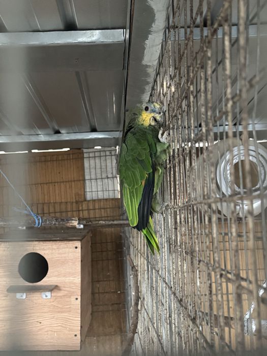 Vand papagal amazonian