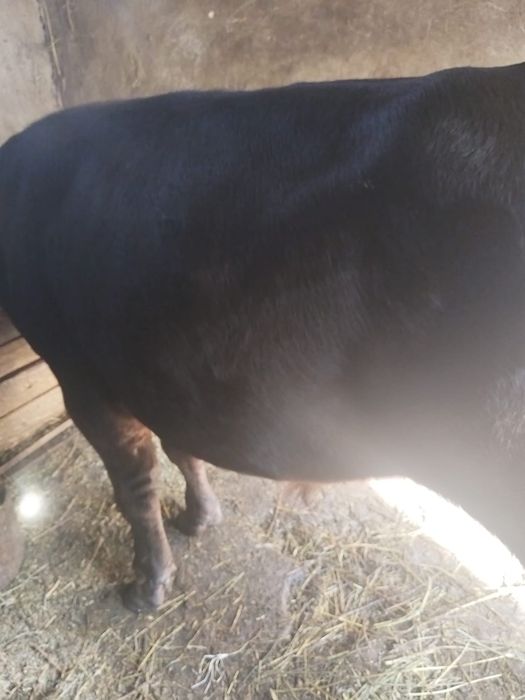 Vand doi tauri frumosi