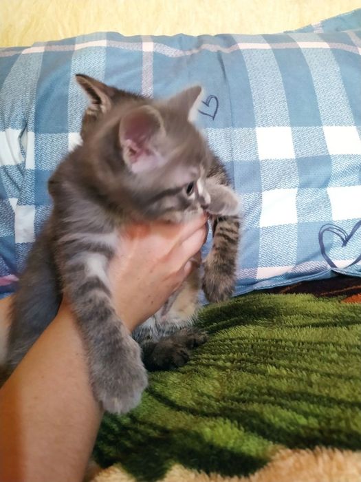 Отдам даром шотланские котята и их мама