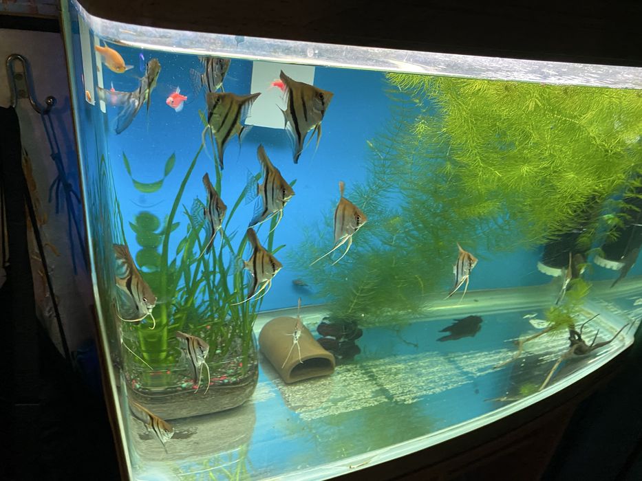 Аквариумные рыбы срочно!