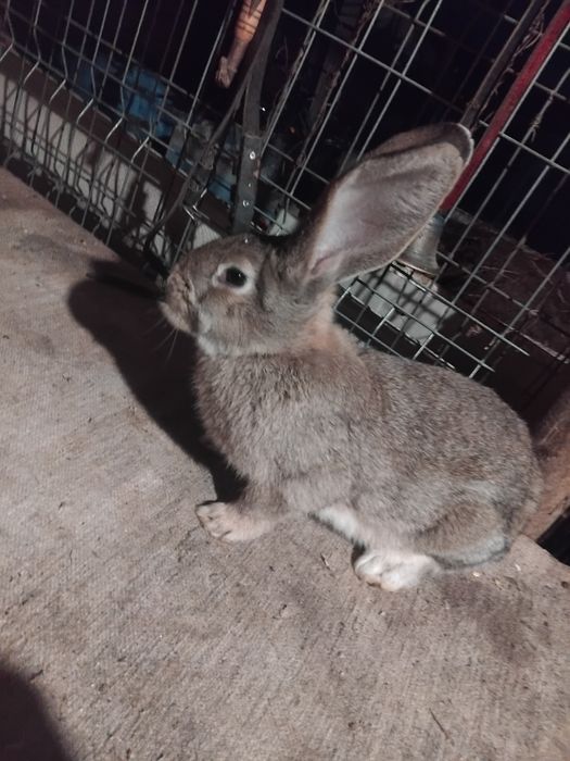 De vânzare o de  iepuri