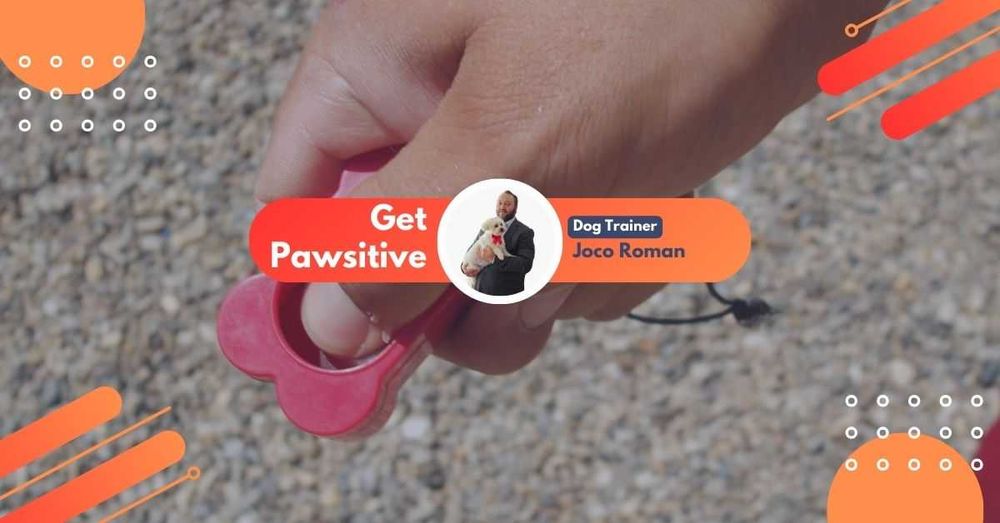 Educație caninǎ la domiciliu - kutyakiképzés háznál