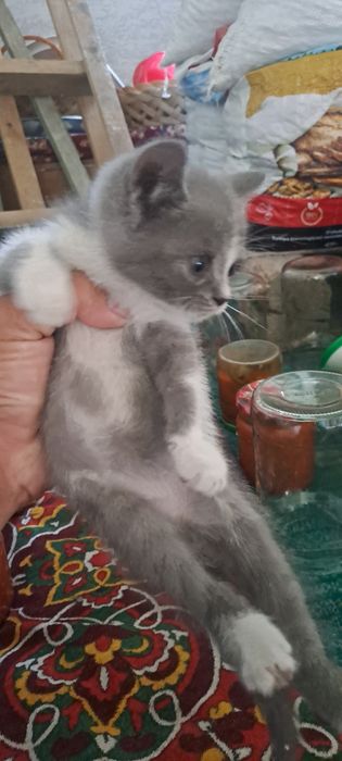 Toza qonli mushular