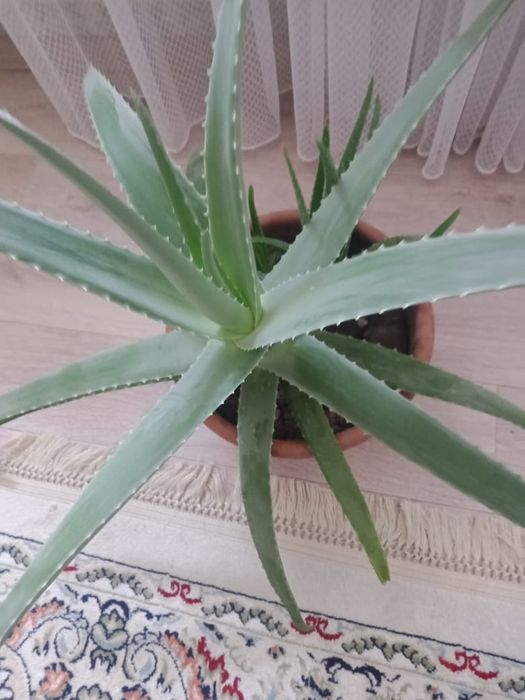 Продам алоэ , комнатные растения