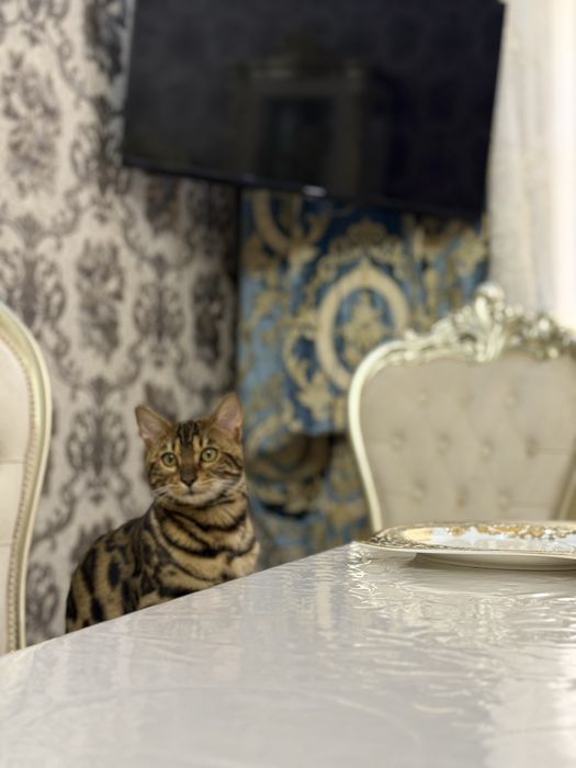 Бенгалский Вязкага тозза зот угил бола 8 ойли