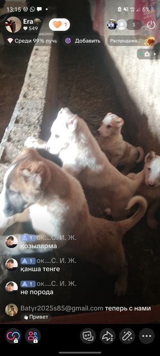 Сатылат кушіктер