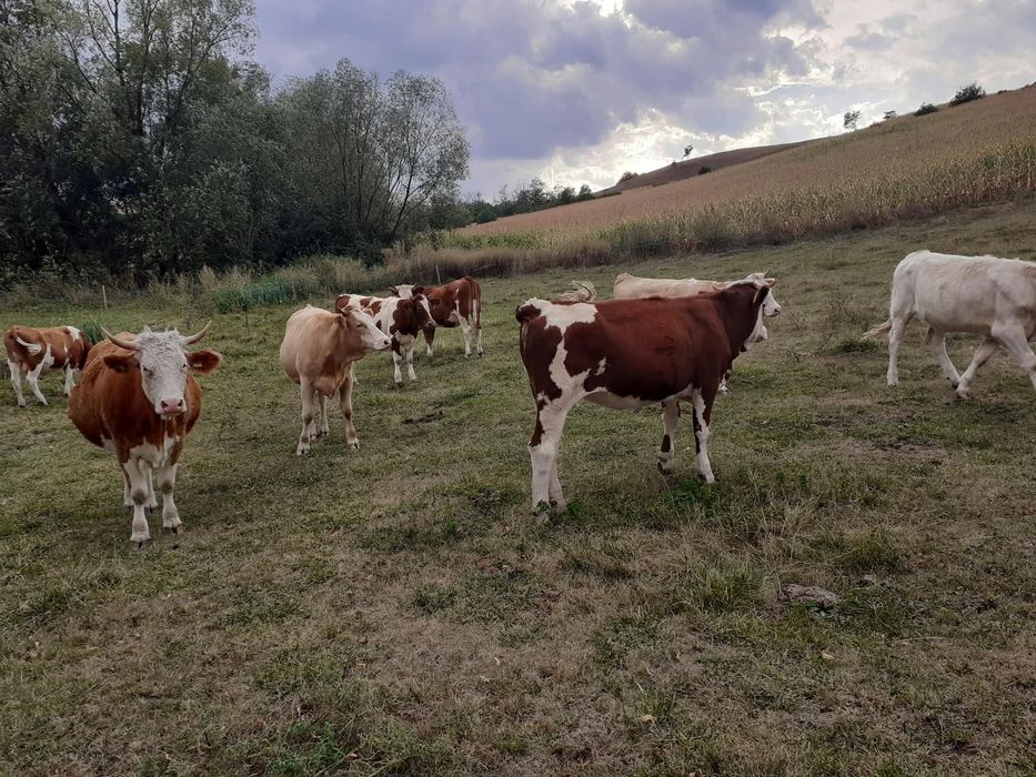 Vand juninci si taurasi