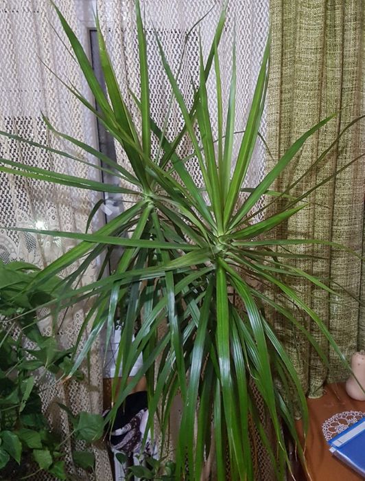 Flori de apartament, casa, birou