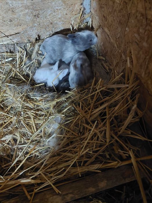 Vand iepuri cap de leu au 1 luna 50 lei pericei