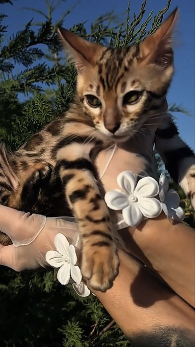 Бенгалско котенце – Brown Rosetted