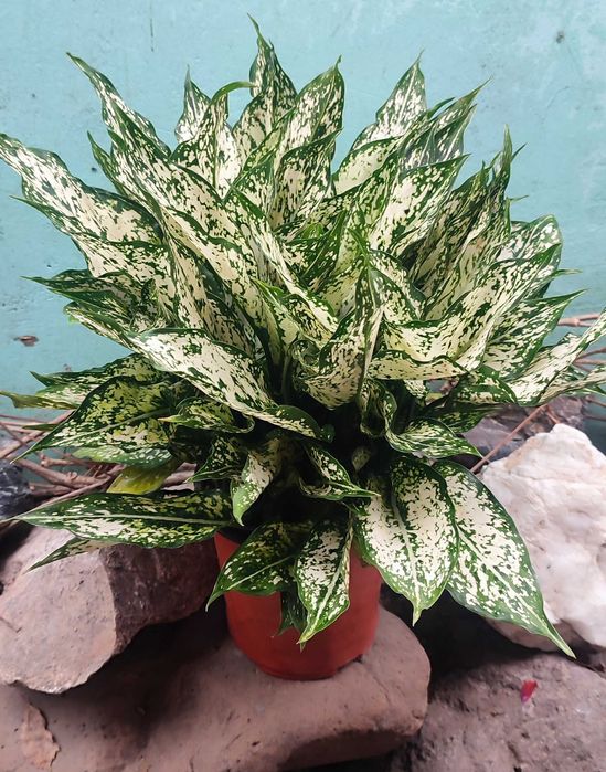 Аглаонема двух видов в наличии