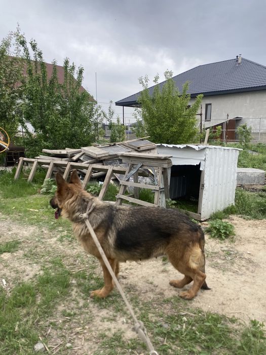 Немецски овчарка