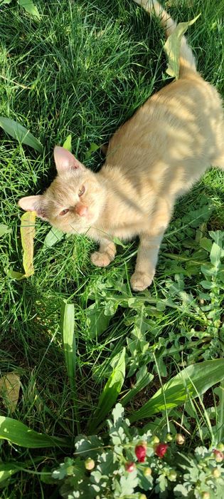 Котята крысоловы