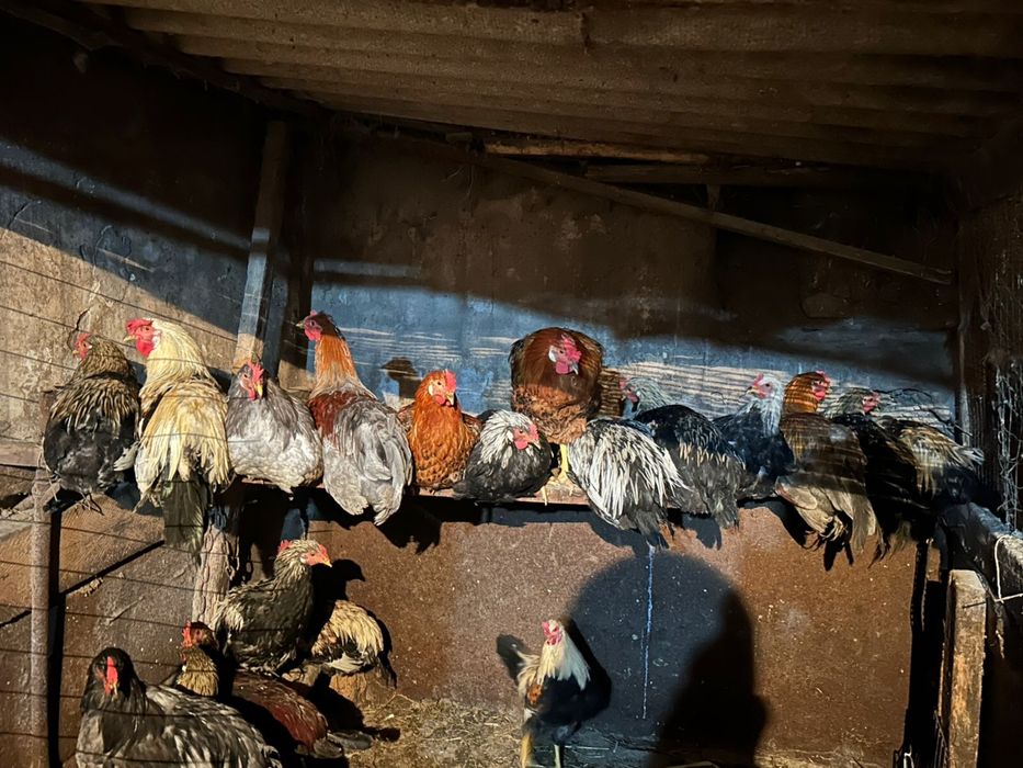 Продам домашних курей