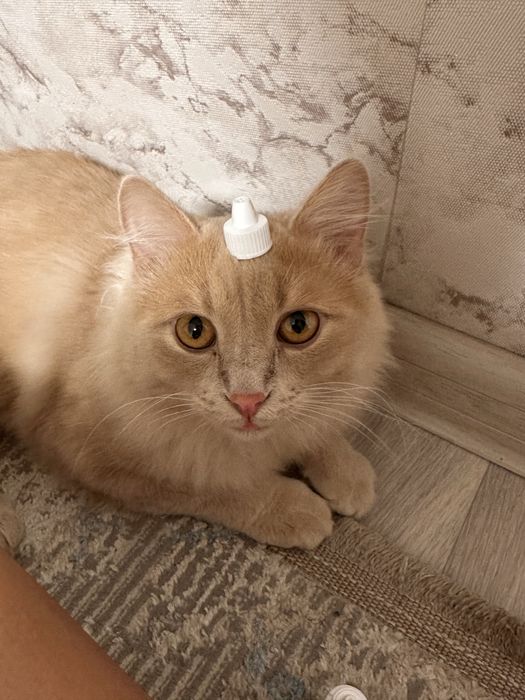продается кошка ему 1,5 почти 2 года