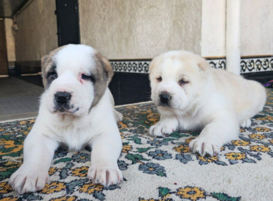 Продаётся Алабай Туркмен