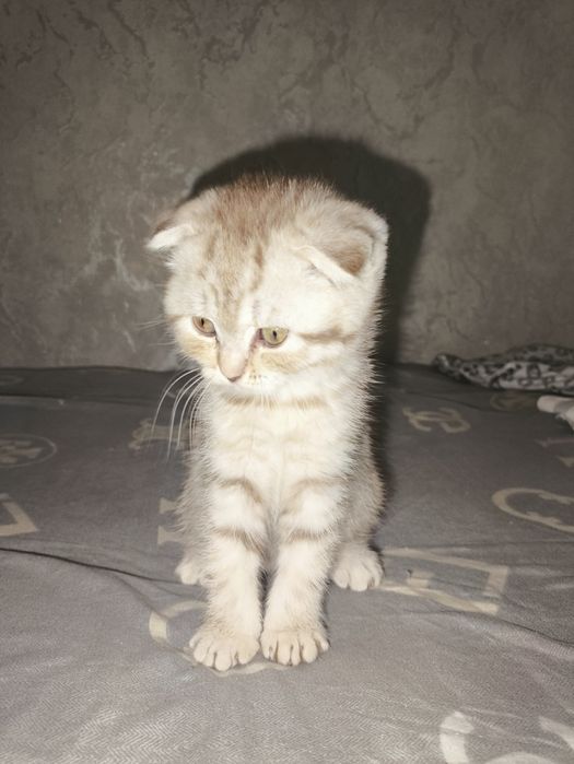 котята вислоухие