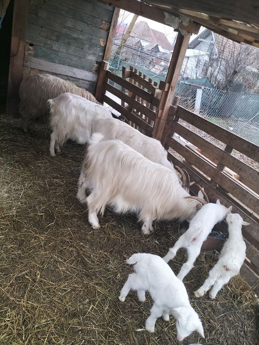 Vând sau schimb capre pe oi!