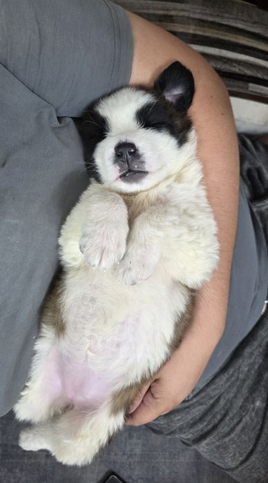 Московская сторожевая