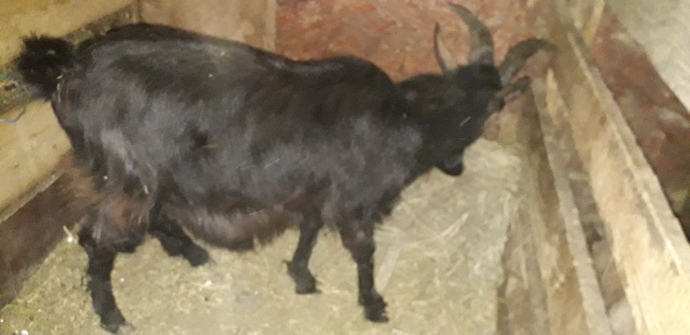 De vânzare doi țapi