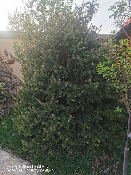 Ели голубые продаются