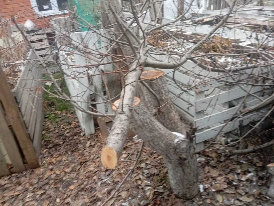 Дрова отдам даром