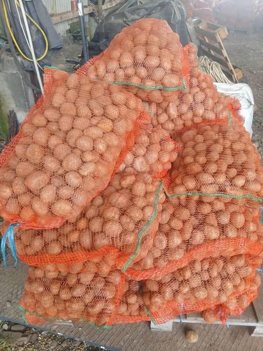 Vând cartofi de animale