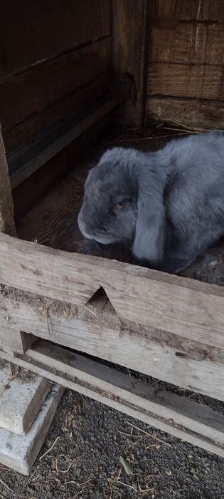 Vand urgent iepuri berbec german si fluture  german