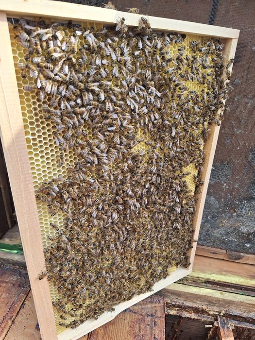 Familii de albine de vânzare