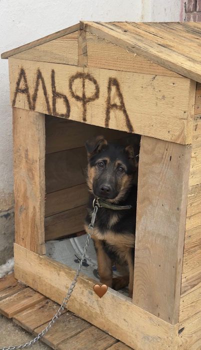 Овчарка сатылады